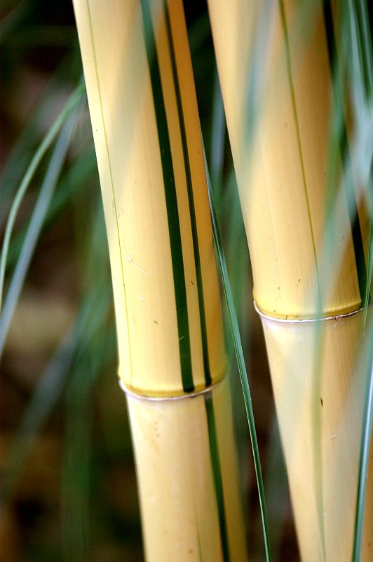 Phyllostachys vivax aureocaulis